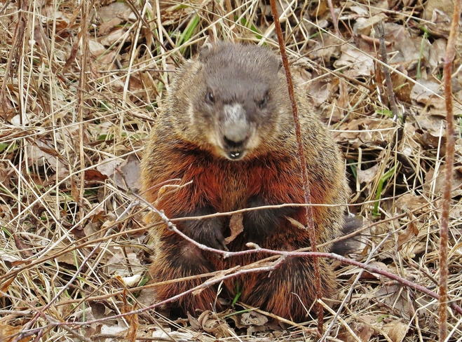 Angry birds I've heard of but Angry Groundhogs? North Bay, Ontario Canada