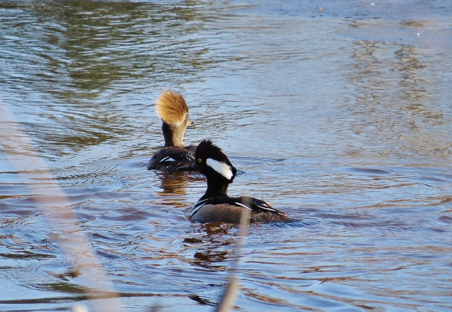 Hooded Merganser couple out for a quick swim. North Bay, Ontario Canada