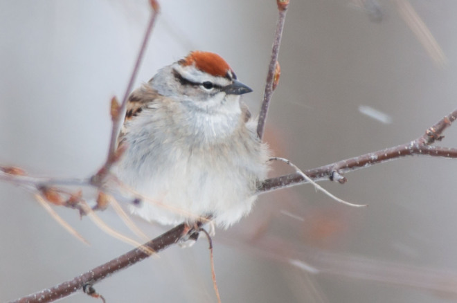 Chipping Sparrow in the Snow Singhampton, Ontario Canada
