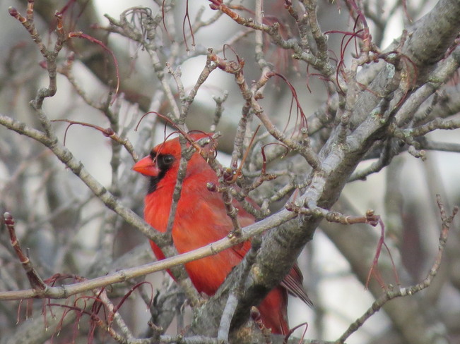 Red bird Brantford, Ontario Canada