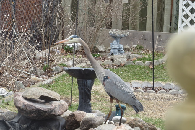 Heron in my back yard ! Oshawa, Ontario Canada