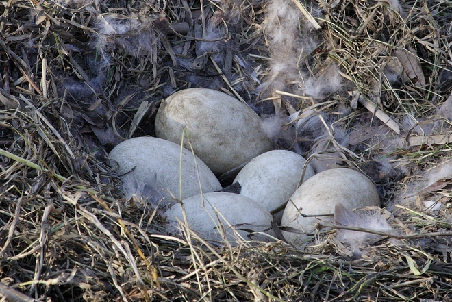 goose eggs Scarborough, Ontario Canada