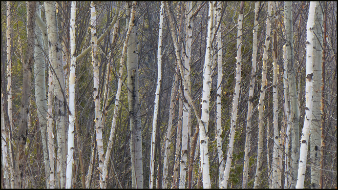 Birches along Esten Dr., evening light. Elliot Lake, Ontario Canada