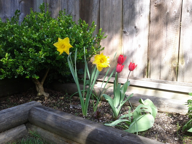 Daffodils and Tulips! Richmond, British Columbia Canada