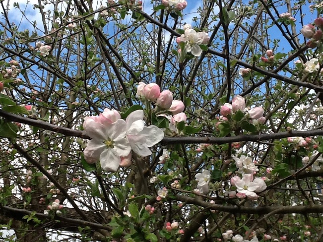 Apple blossom Duncan, British Columbia Canada