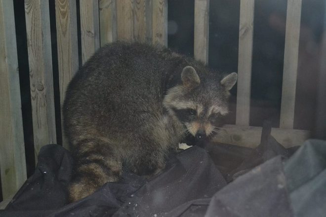 Coon on the deck Charlton, Ontario Canada