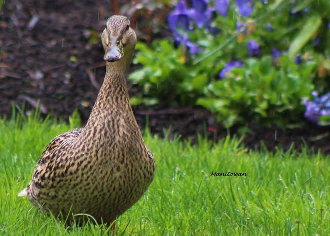 Duck Royalty In Rain At Queens Park New Westminster, British Columbia Canada