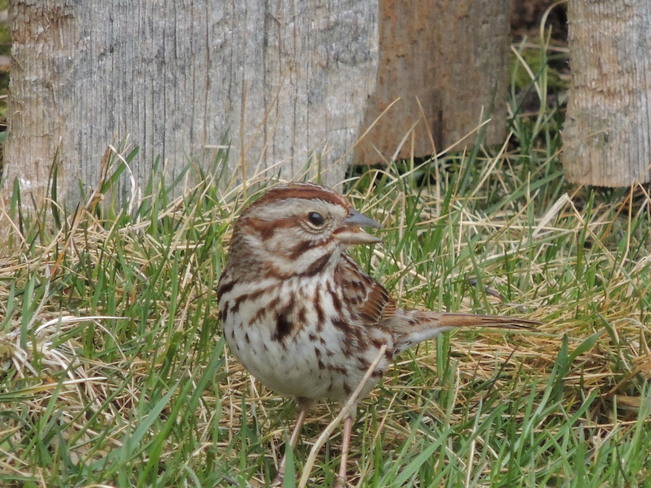 Sparrow snagging seed Newmarket, Ontario Canada