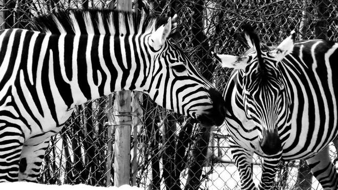 Zebras at the Assiniboine Park Zoo Winnipeg, Manitoba Canada