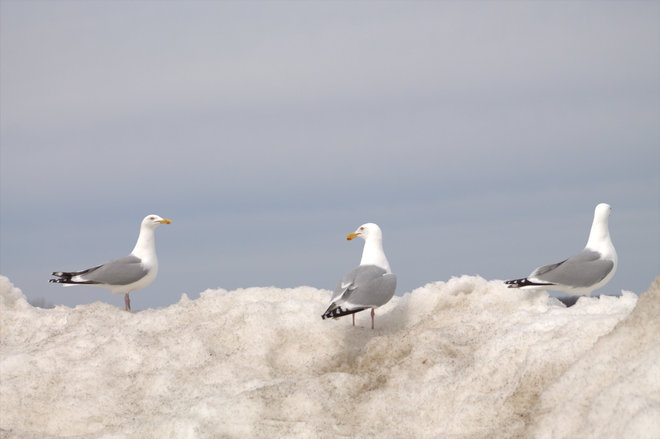Seagulls Bathurst, New Brunswick Canada