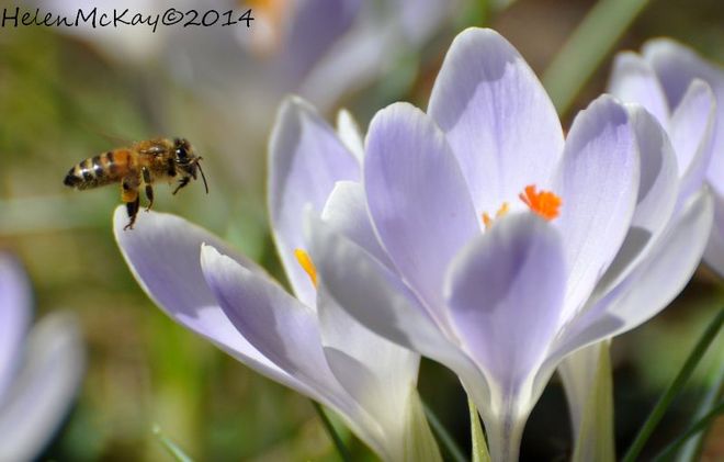 spring flowers and bee Perth, Ontario Canada