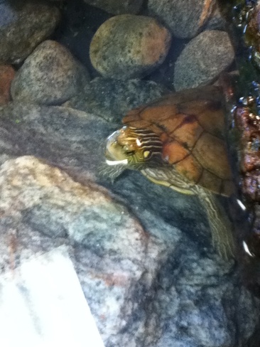 turtles ! Peterborough, Ontario Canada