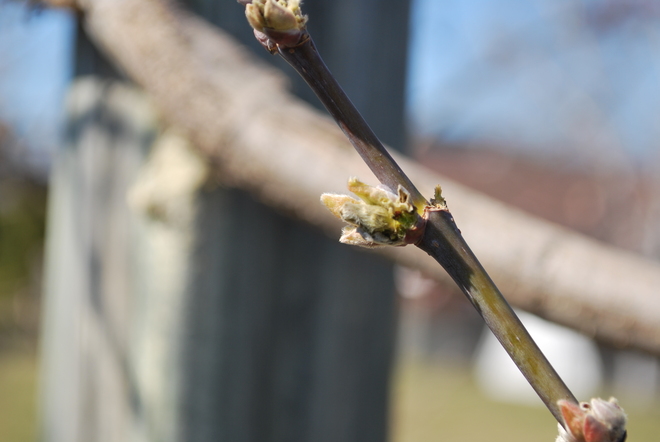 Soft Maple in early spring Oshawa, Ontario Canada