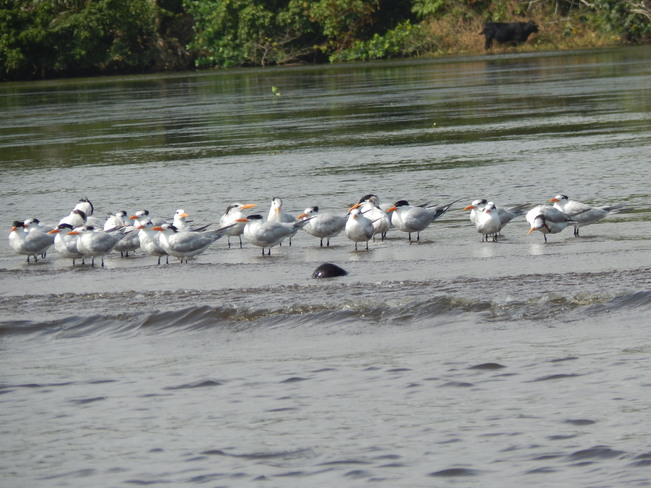 Flock Of Seagulls? ;) 