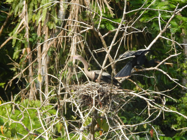 Nesting 