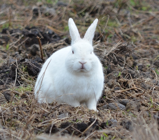 Peter Cottontail Prince George, British Columbia Canada