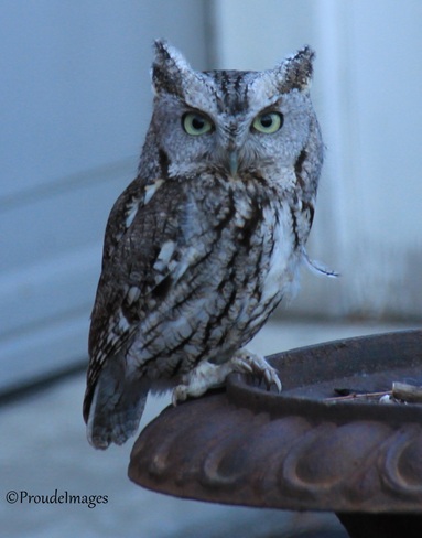 Screech Owl Ottawa, Ontario Canada