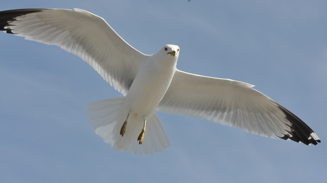 sea gull Port Dover, Ontario Canada