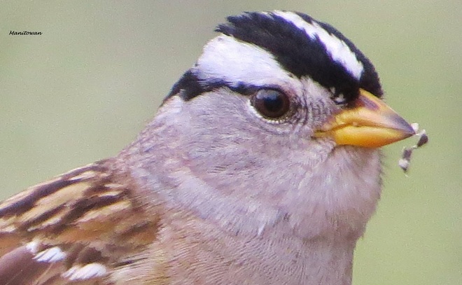 White Crowned Sparrow Burnaby, British Columbia Canada