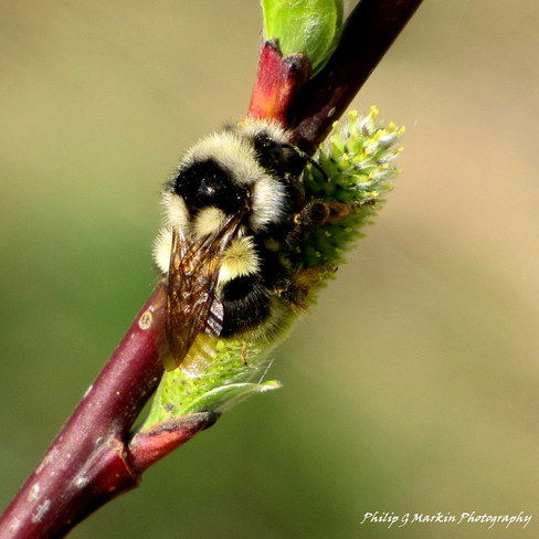 Bumble Bee Nelson, British Columbia Canada