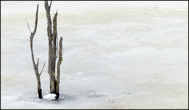 Sheriff Creek, solitary wood on ice. Elliot Lake, Ontario Canada