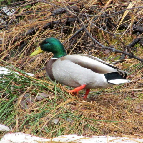 Mallard Duck Baddeck, Nova Scotia Canada