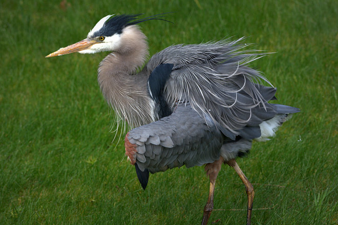 GBH - Shaking All Over! (Not Cropped) B^) Delta, British Columbia Canada
