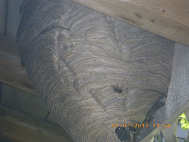 Large Hornet Nest Surrey, British Columbia Canada