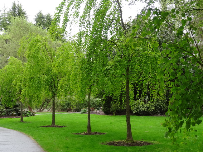 Spring Fresh Green Color Richmond, British Columbia Canada