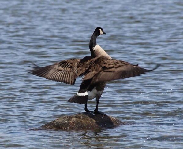 mother goose Alcona, Ontario Canada