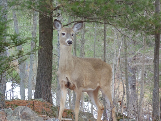 Beautiful deer Elliot Lake, Ontario Canada