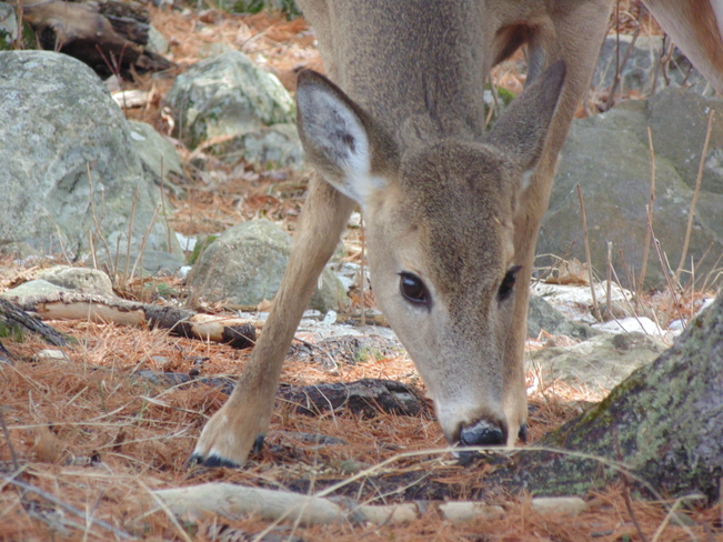 The face of the deer Elliot Lake, Ontario Canada