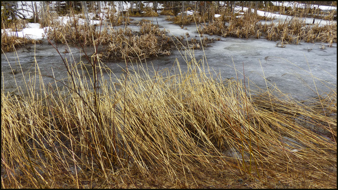 Milliken Mine Rd. grasses. Elliot Lake, Ontario Canada