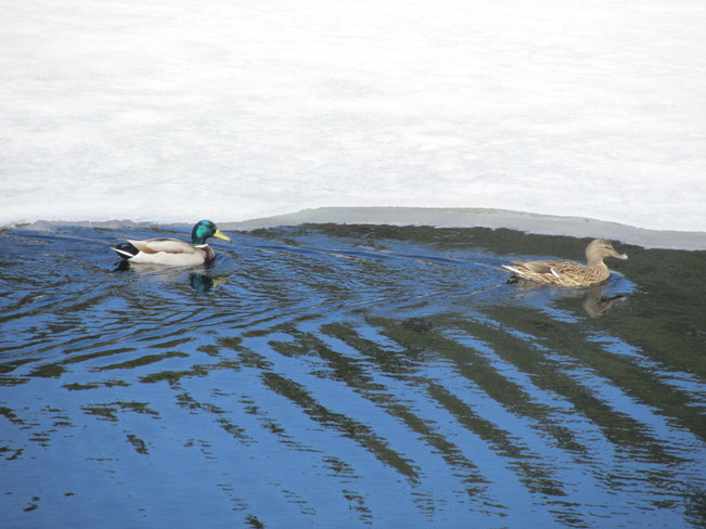 Ducks on Mcgregor Lake Val-des-Monts, Quebec Canada