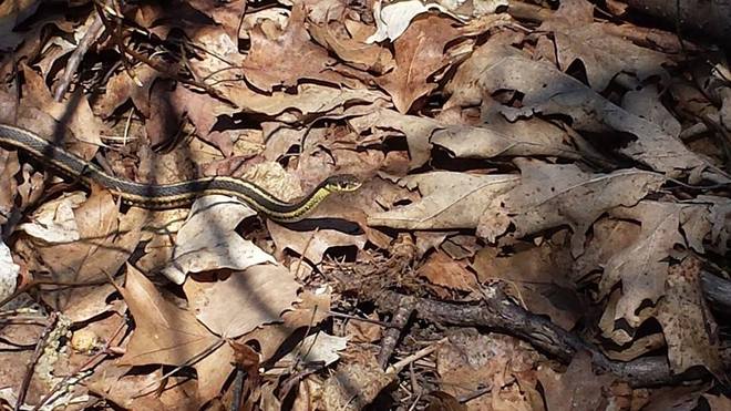 Snake Georgetown, Ontario Canada