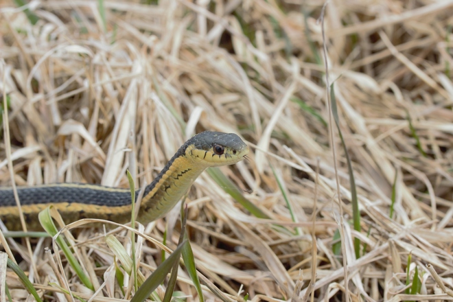 Garter Snake Seaforth, Ontario Canada