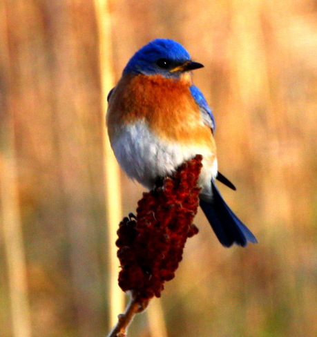 Eastern Blue Bird Sarnia, Ontario Canada