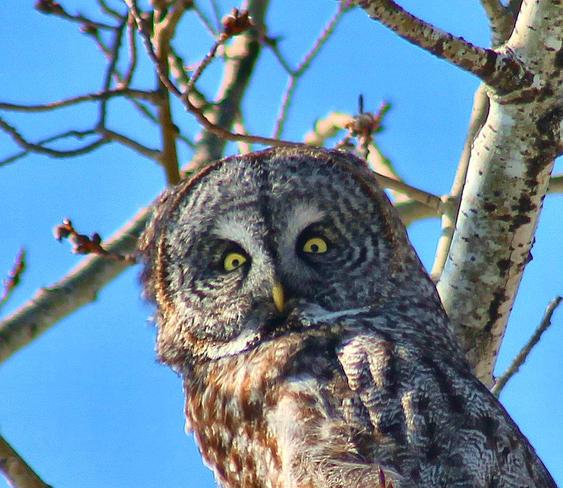 owl Kenora, Ontario Canada