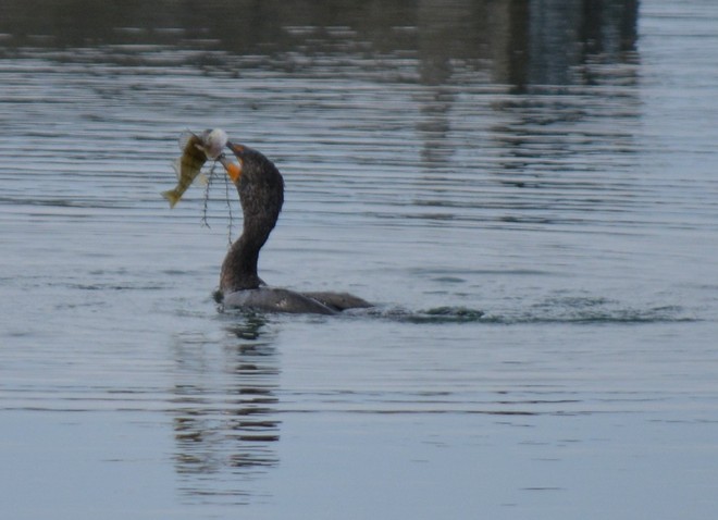 Red-Faced Cormorant! St. Catharines, Ontario Canada
