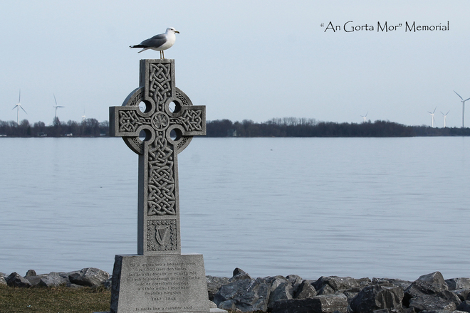 Ring-Billed Seagull watches over Memorial Kingston, Ontario Canada