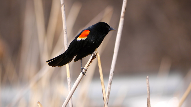 Red-Winged Blackbird Brampton, Ontario Canada