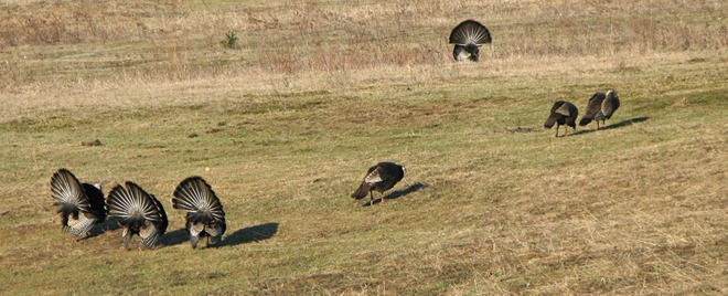 Wild Turkey Courtship Ritual 