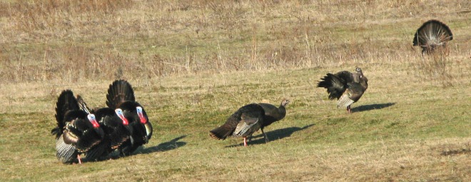 Wild Turkey Courtship Ritual Part 2 