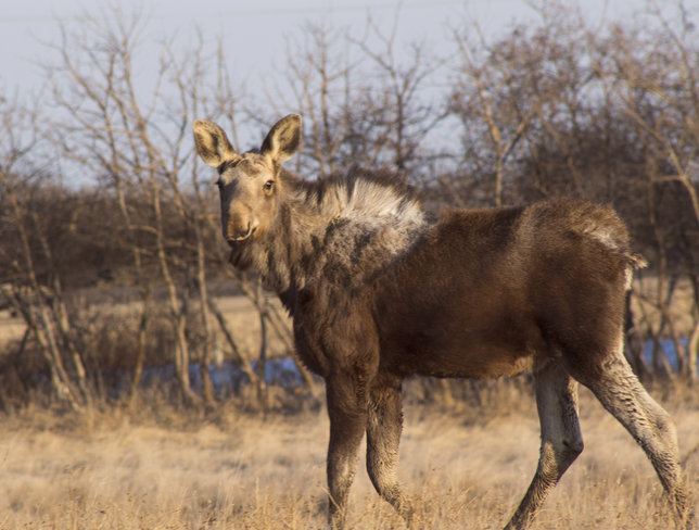 Curious moose 