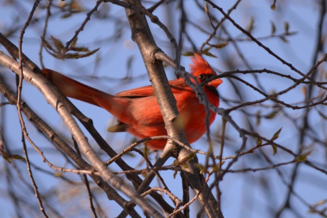 Male Cardinal! 
