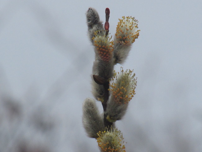 Pussy Willow Time 