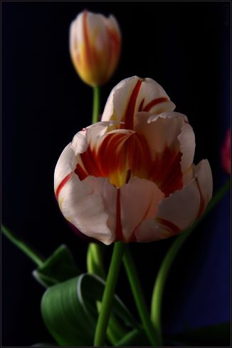 Belles tulipes pour le printemps 
