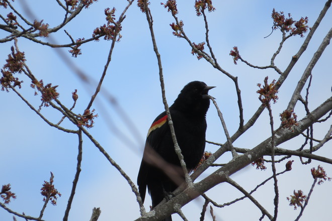 Singing Red-winged Blackbird 