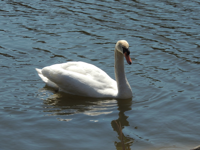 Beautiful Swan Toronto, Ontario Canada