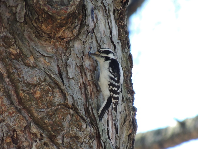Female Downy Woodpecker Toronto, Ontario Canada